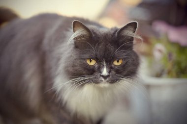 Sarı gözlü, dumanlı bir kedinin portresi..