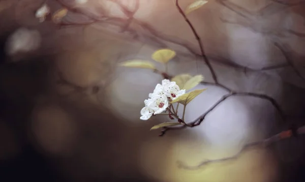 Весенние Цветы Боярышника Полувысушенной Ветке — стоковое фото