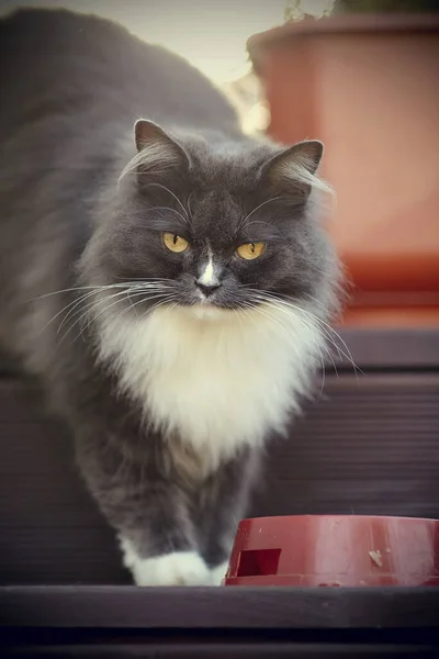 Porträtt Fluffig Katt Rökig Färg Med Gula Ögon — Stockfoto