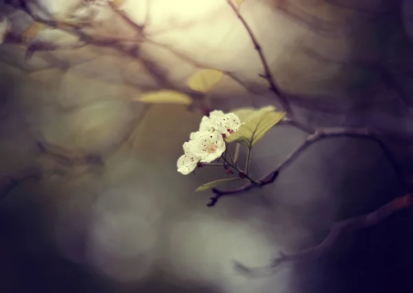 Fiori Primavera Biancospino Sul Ramo Semiasciugato — Foto Stock