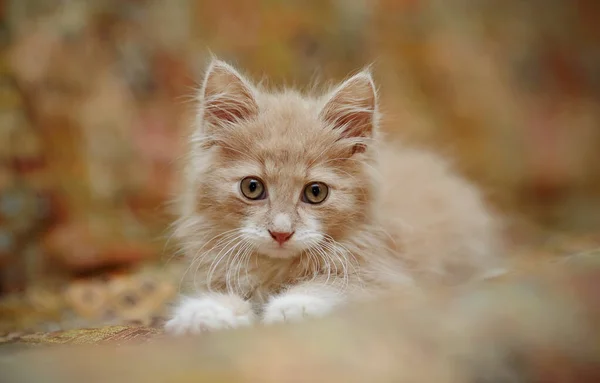 Porträt Eines Kleinen Flauschigen Roten Kätzchens Auf Der Couch — Stockfoto