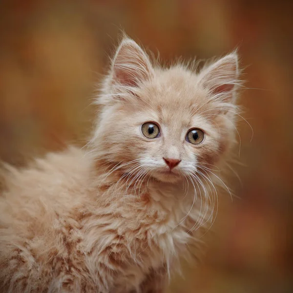 Retrato Pequeno Gatinho Vermelho Fofo — Fotografia de Stock