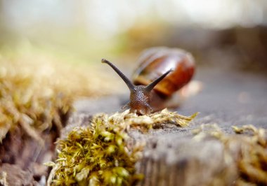 Çevrede sürünen küçük kahverengi salyangoz..