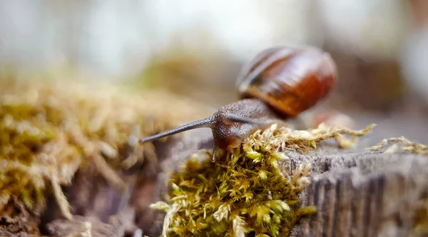 環境中の小さな茶色のカタツムリのクロールと苔 — ストック写真