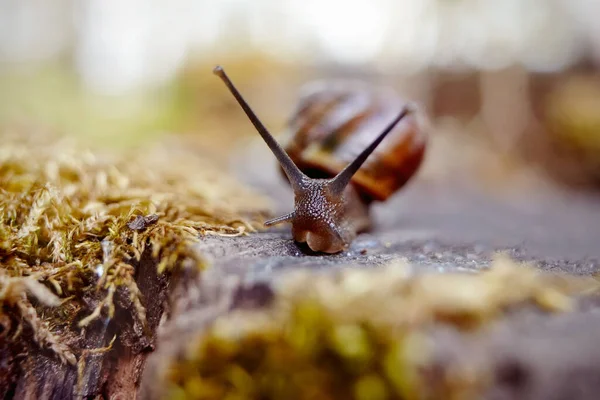 Liten Brun Snigel Kryper Och Mossa Miljön — Stockfoto