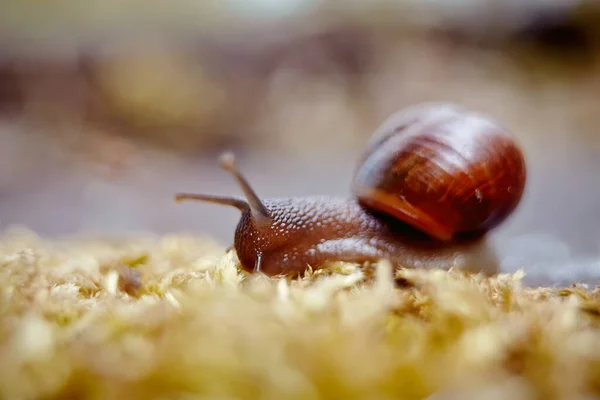 Small Brown Snail Crawling Moss Environment — Stock Photo, Image