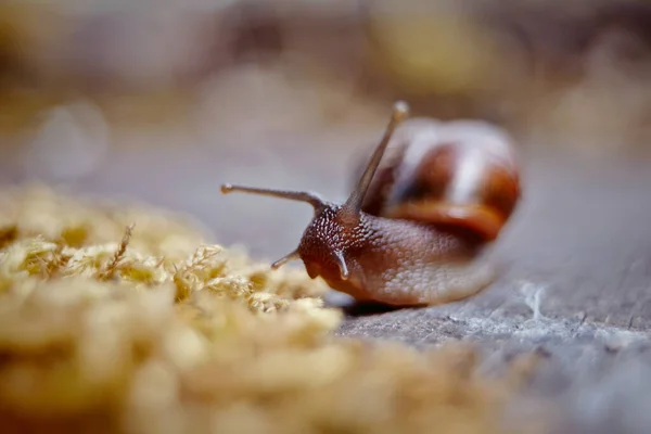 Pequeño Caracol Divertido Arrastrándose Musgo Medio Ambiente —  Fotos de Stock