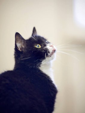 Siyah-beyaz evcil bir kedinin portresi.