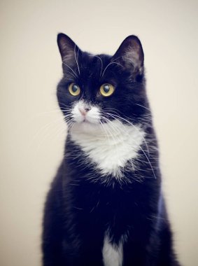 Siyah-beyaz evcil bir kedinin portresi.