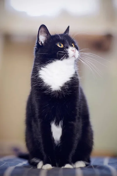 Домашній Кіт Чорно Білого Кольору Сидить — стокове фото