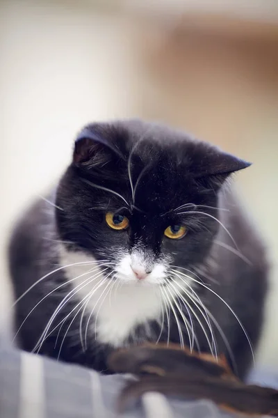 Retrato Gato Doméstico Color Blanco Negro —  Fotos de Stock