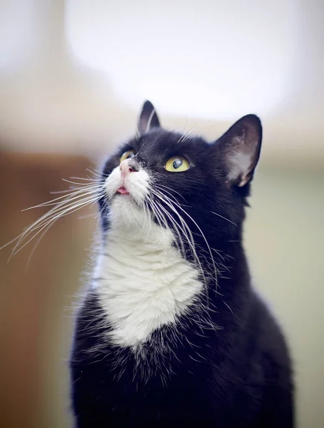 Retrato Gato Doméstico Color Blanco Negro —  Fotos de Stock