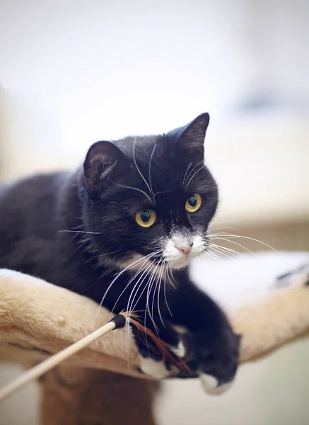Retrato Gato Doméstico Color Blanco Negro — Foto de Stock