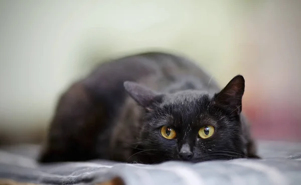 Czarny Kot Żółtymi Oczami Leży Kanapie — Zdjęcie stockowe