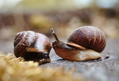 İki küçük kahverengi salyangoz buluşması. İki salyangoz.