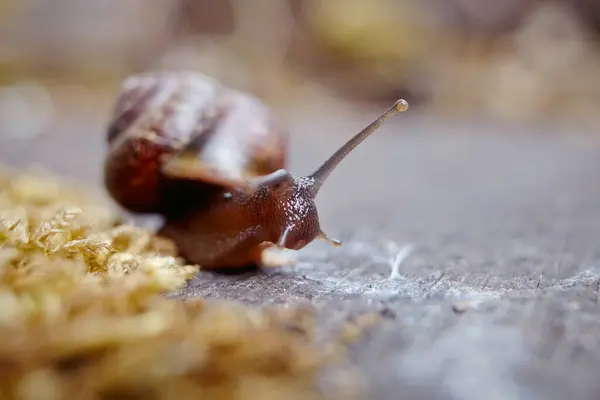 Amusing Little Snail Crawling Moss Environment — Stock Photo, Image