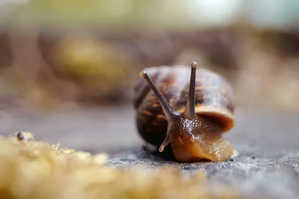 Piccole Lumache Divertenti Strisciando Muschio Nell Ambiente — Foto Stock