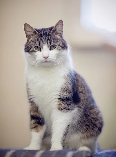 Portrait Striped Domestic Cat White Color Striped Spots Sits — Stock Photo, Image