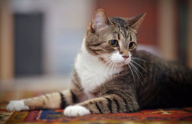 Halıda yatan çizgili evcil kedinin portresi.