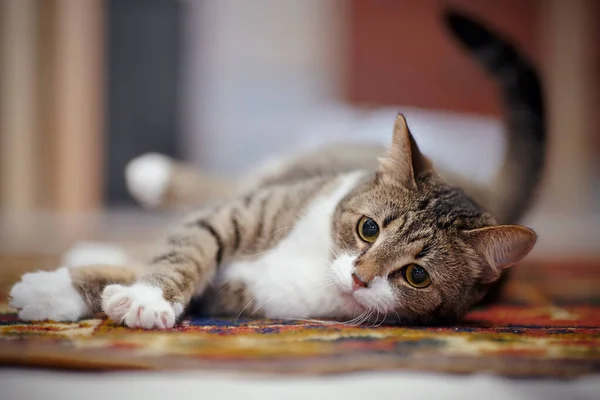 Chat Domestique Rayé Aux Pattes Blanches Couché Sur Tapis — Photo