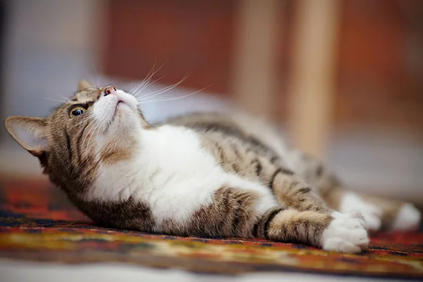 Gato Rayas Domésticas Con Patas Blancas Encuentra Una Alfombra —  Fotos de Stock