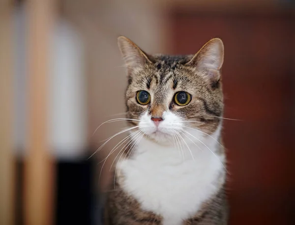 Porträt Einer Gewöhnlichen Gestreiften Hauskatze Stockbild