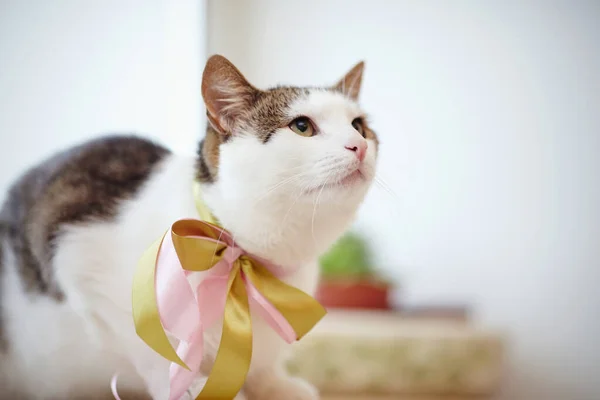Portrait White Striped Domestic Cat Bow — Stock Photo, Image
