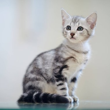 Küçük gri çizgili evcil kedi oturur