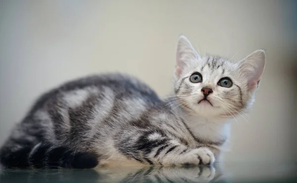 Das Kleine Grau Gestreifte Hauskätzchen Liegt — Stockfoto