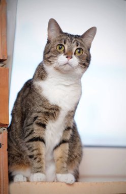 Çizgili gri kedi pencere eşiğinde oturuyor..