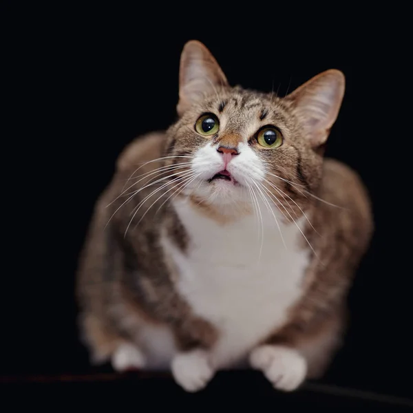 Gato Doméstico Rayado Con Patas Blancas Sobre Fondo Negro — Foto de Stock