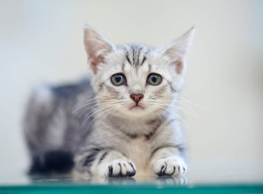 Gri çizgili evcil bir kedi yavrusunun portresi