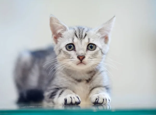Портрет Серого Полосатого Домашнего Котенка — стоковое фото