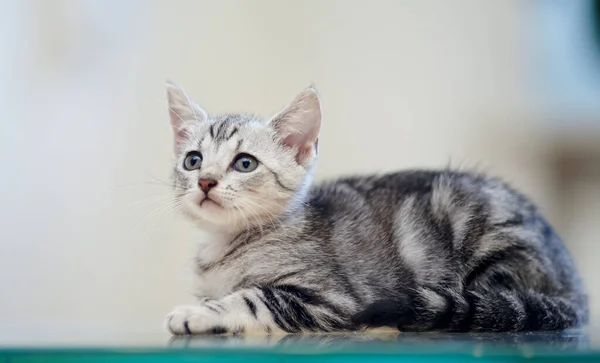 Маленький Серый Полосатый Домашний Котёнок Лжет — стоковое фото