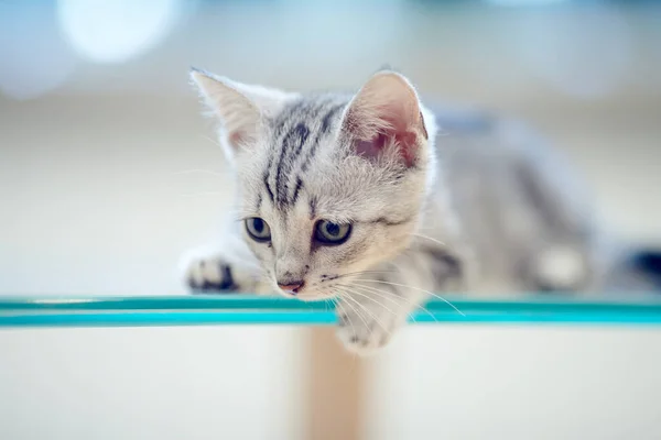 Gri Çizgili Evcil Bir Kedi Yavrusunun Portresi — Stok fotoğraf