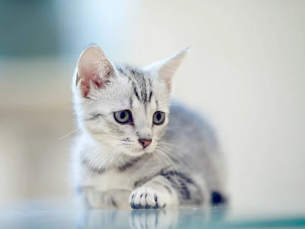 Retrato Gatinho Doméstico Listrado Cinza — Fotografia de Stock