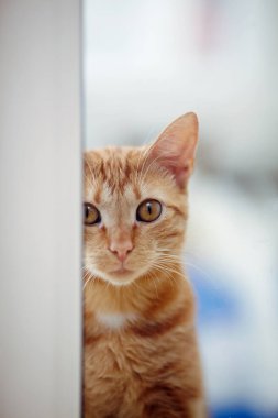 Pencereden dışarı bakan kırmızı evcil kedinin portresi.