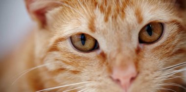 Kırmızı çizgili bir kedinin turuncu gözleri.