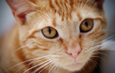 Turuncu gözlü kırmızı evcil bir kedinin ağzı..