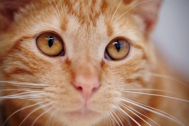 Kırmızı çizgili bir kedinin turuncu gözleri.
