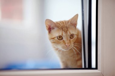 Pencereden dışarı bakan kırmızı evcil kedinin portresi.