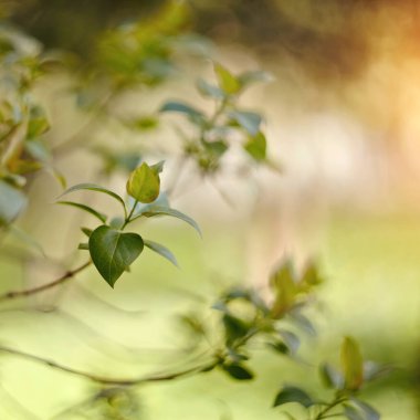 Leylak çalılarının dallarında taze bahar yaprakları. 