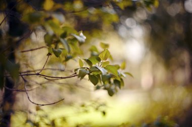 Leylak çalılarının dallarında taze bahar yaprakları. 