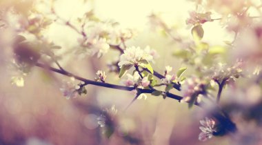 İlkbaharda bir elma ağacının çiçekleri. 