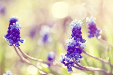 İlkbahardan beri çiy damlalarında çiçek açan muskari.