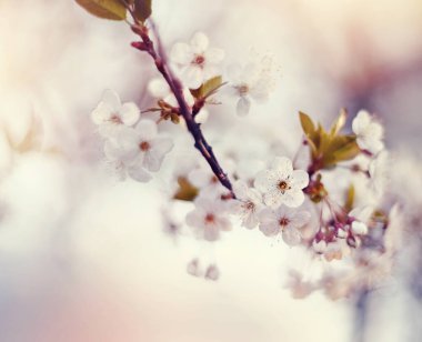 Baharda beyaz çiçekli kiraz dalları.