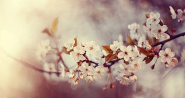 İlkbaharda kiraz ağacının beyaz çiçekleriyle dalları.