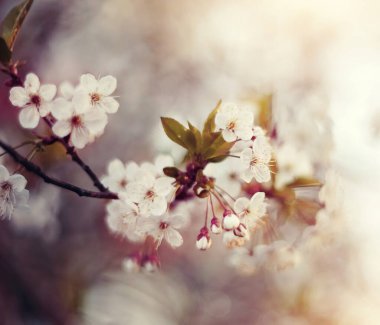 İlkbaharda kiraz çiçeklerinin açması 