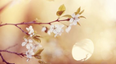 İlkbaharda açan kiraz dalları