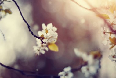 İlkbaharda açan erik ağacının dalları.